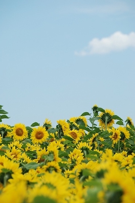 夏・北海道ツーリング(12日目)