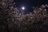 夜桜