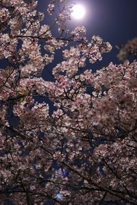 夜桜