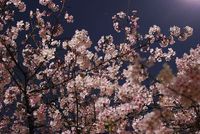 夜桜