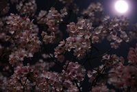 夜桜