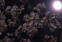 夜桜