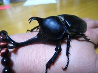 カブトムシ