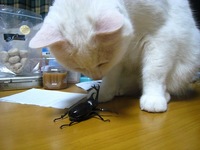 カブトムシ