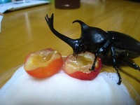 カブトムシ