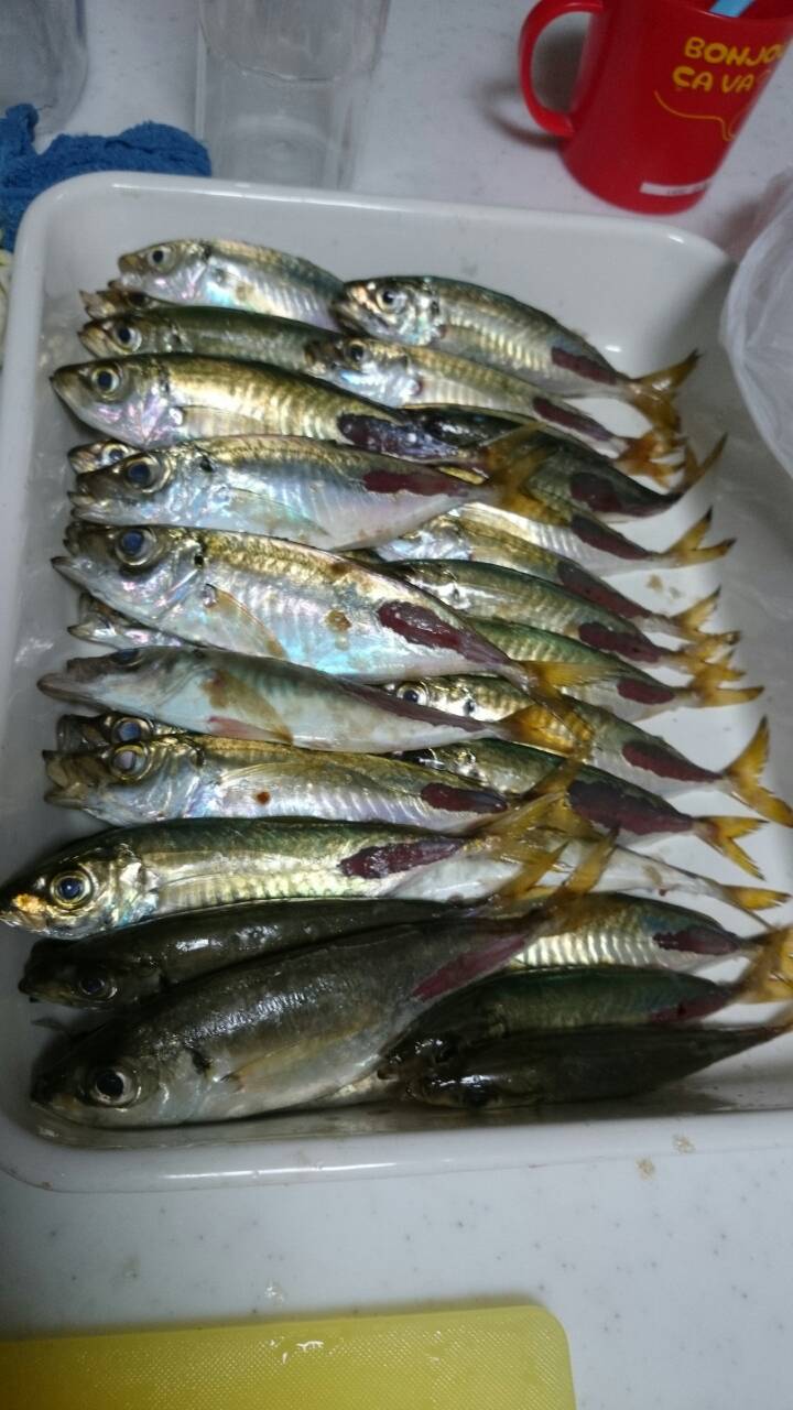 息子と釣り 息子と釣り