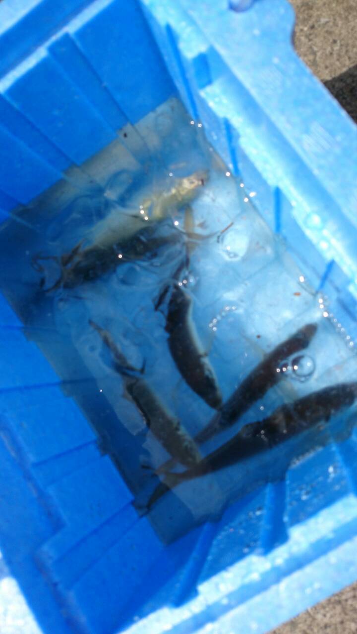 息子と釣り 息子と釣り
