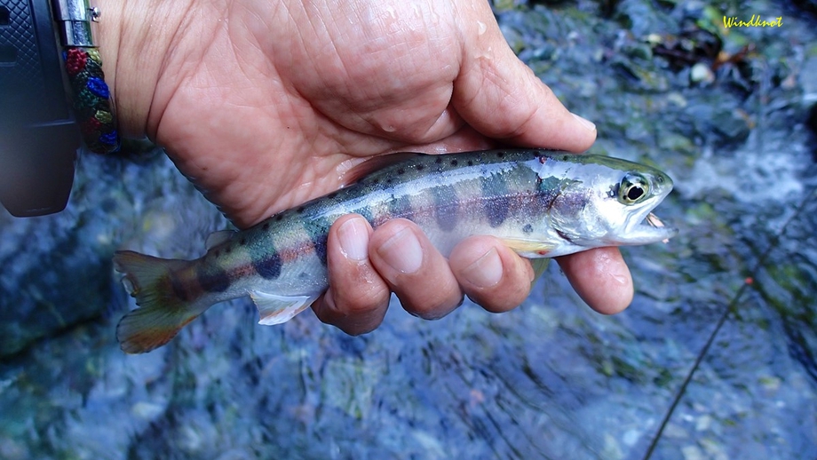 管釣りシーズンは赤久縄から 管釣りシーズンは赤久縄から