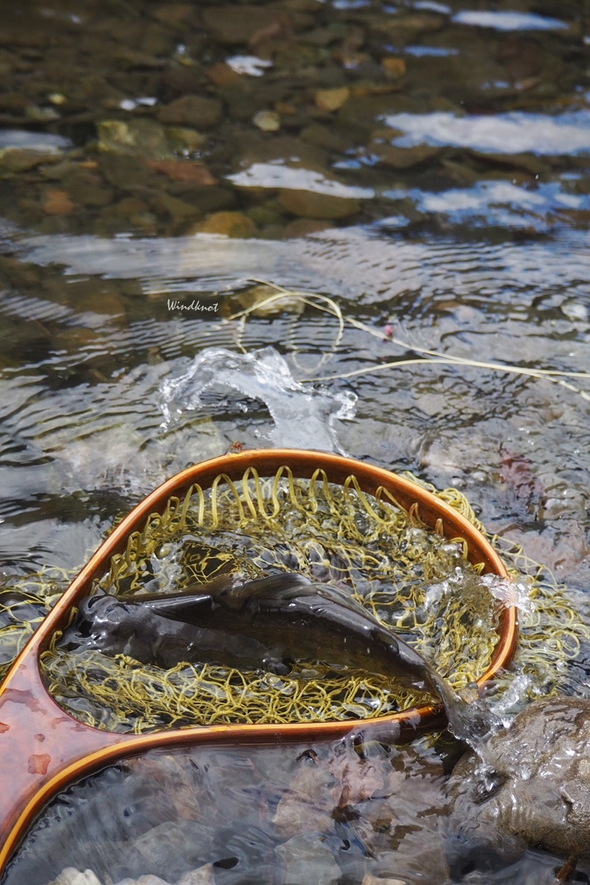カワゲラじゃなかった カワゲラじゃなかった