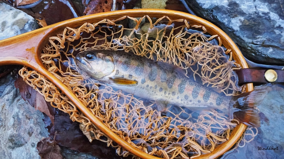 小渓流のヤマメ釣り 小渓流のヤマメ釣り