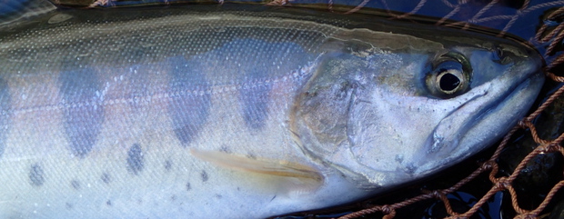 続解禁釣行 続解禁釣行