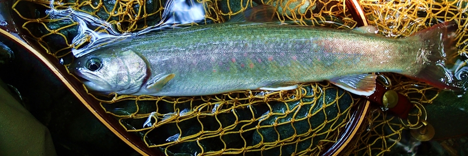 管釣りシーズンは赤久縄から 管釣りシーズンは赤久縄から