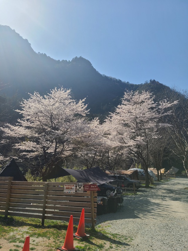 桜のキレイなキャンプ場【小太郎岩キャンプ場】