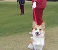 愛犬と回るゴルフ
