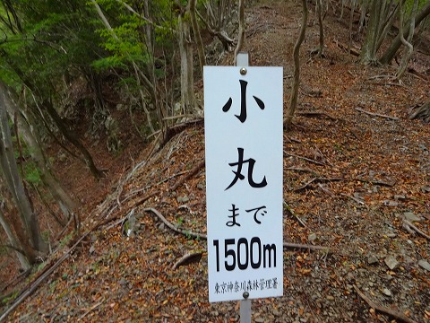 鍋割山と檜洞丸の間に。