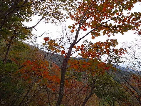 鍋割山と檜洞丸の間に。