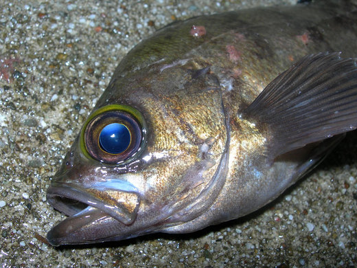 淡路島メバルFISHING 夏の陣 2010