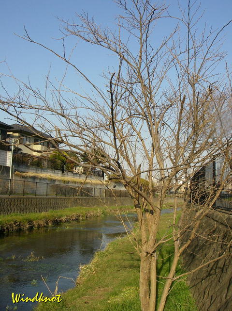 少し春らしく