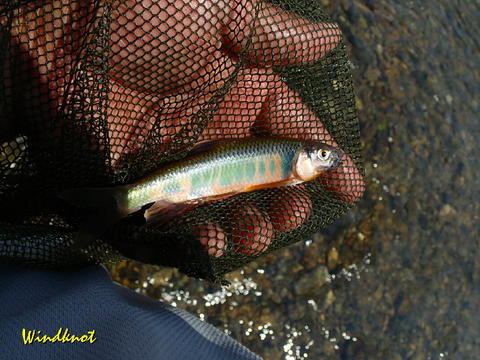 8月の釣り