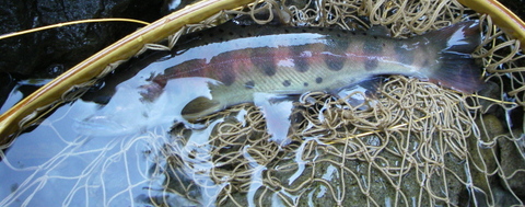 養沢で本入魂