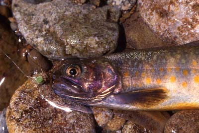 黒部川源流の岩魚
