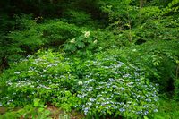 * 夏山トレーニング登山と冬山偵察登山 *