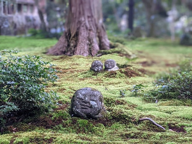 京都苔寺巡り 京都苔寺巡り