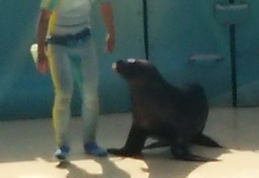 水族館に行ってきた! 水族館に行ってきた!