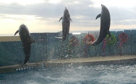 水族館に行ってきた! 水族館に行ってきた!