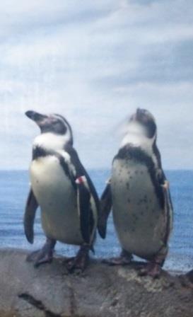 水族館に行ってきた! 水族館に行ってきた!