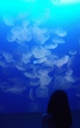 水族館に行ってきた! 水族館に行ってきた!