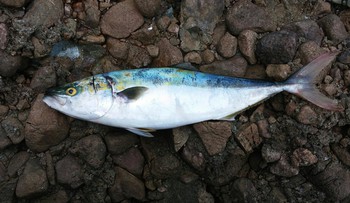 日本海沖磯。格の違い・・・・ 日本海沖磯。格の違い・・・・