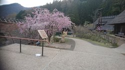 桜、西湖いやしの里