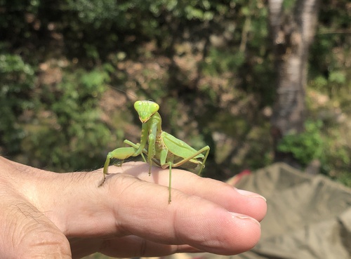ばるんばるんカマキリ先生 ばるんばるんカマキリ先生
