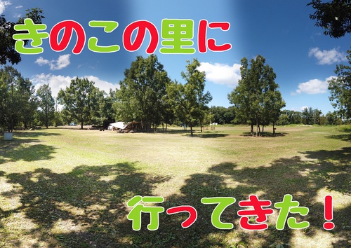 きのこの1 きのこの1