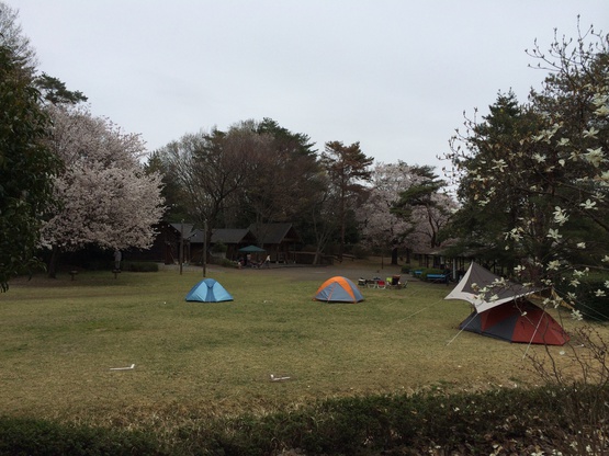 花見キャンプin 智光山   設営完了！