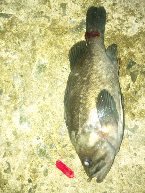 ソイフライを釣りに! ソイフライを釣りに!