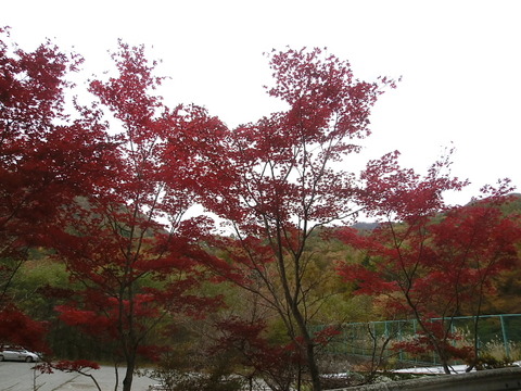 2011.11.3 ちょこっと 紅葉狩り。。。