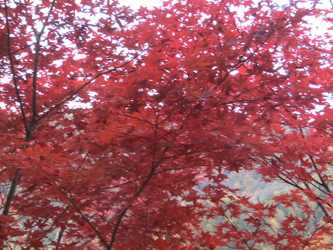 2011.11.3 ちょこっと 紅葉狩り。。。