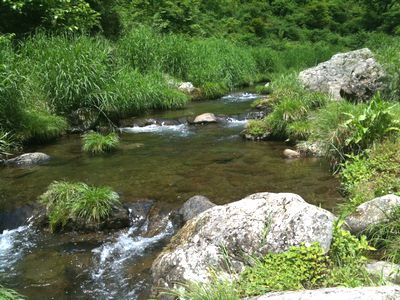 養沢毛鉤専用釣場6月6日