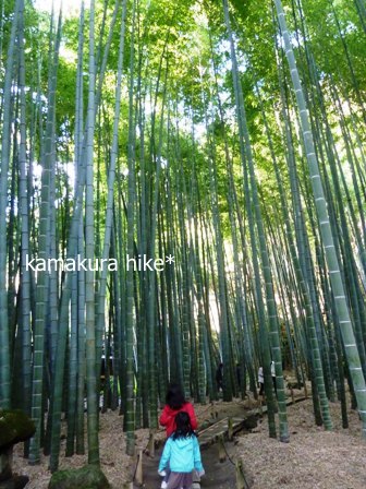鎌倉・衣張山ハイキング