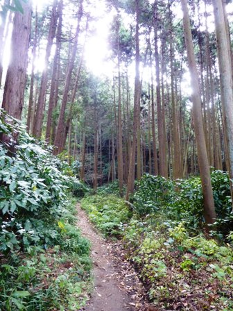 鎌倉・衣張山ハイキング