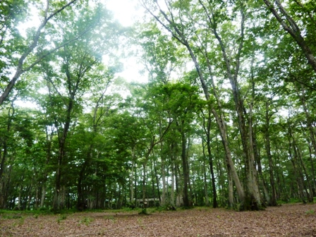 ホウリーウッズ久留里キャンプ村(千葉県)