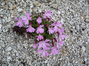 鳳凰山(薬師岳~観音岳)、稜線のお花、08年7月30日