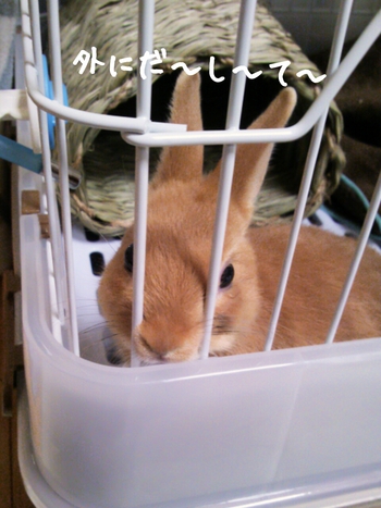 日々のこと