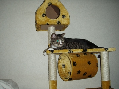 猫塔じゃ