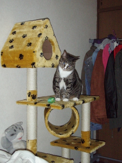 猫塔じゃ
