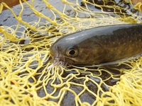 新潟県魚野川水系釣行ぉ!じゃ
