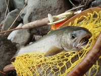 新潟県魚野川水系釣行ぉ!じゃ