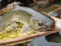 新潟県魚野川水系釣行ぉ!じゃ